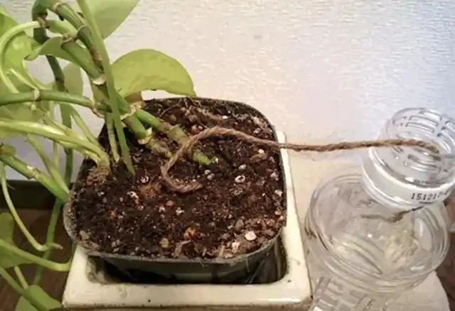 離家幾天盆栽沒人澆水怎麼辦?自制簡單的「自動澆水器」!