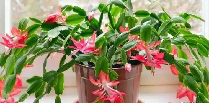 別再買這10種花了,掐個葉子,過幾天就「長根發芽」,變小苗