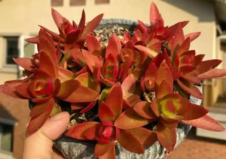別再買這10種花了,掐個葉子,過幾天就「長根發芽」,變小苗