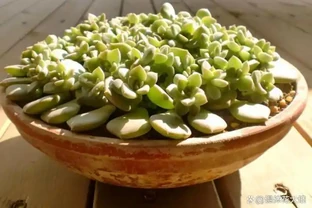 別再買這10種花了，掐個葉子，過幾天就「長根發芽」，變小苗