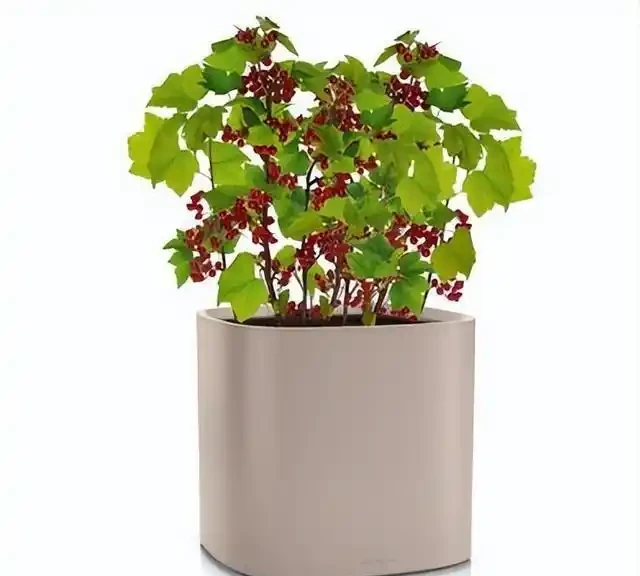 綠植養護小妙招！花草葉片發黃怎麼救？