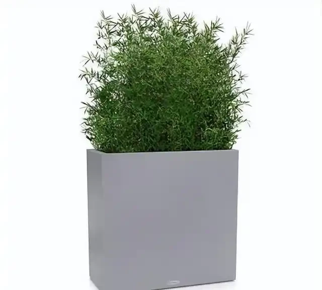 綠植養護小妙招！花草葉片發黃怎麼救？