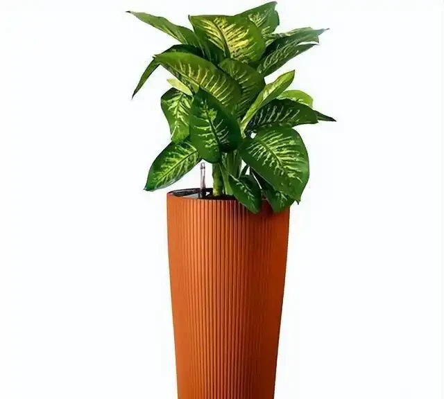 綠植養護小妙招！花草葉片發黃怎麼救？