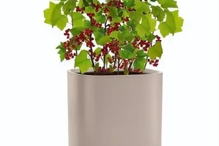 綠植養護小妙招！花草葉片發黃怎麼救？