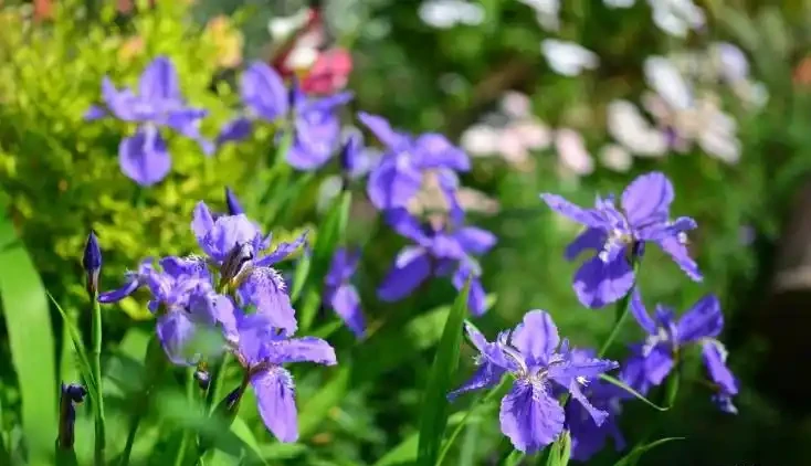 這19種花，越陰涼長得越旺，「沒太陽」嗖嗖地開花爆滿盆