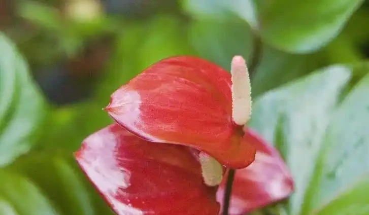 這19種花，越陰涼長得越旺，「沒太陽」嗖嗖地開花爆滿盆