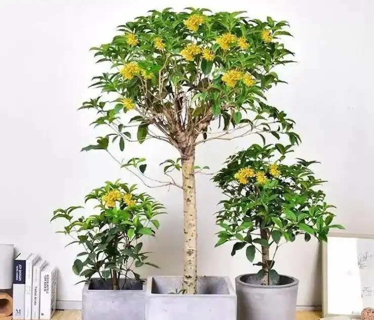 這19種花，越陰涼長得越旺，「沒太陽」嗖嗖地開花爆滿盆
