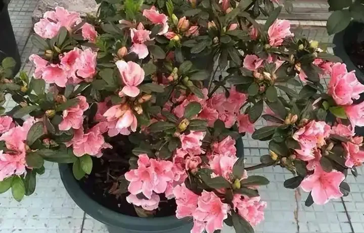 這19種花，越陰涼長得越旺，「沒太陽」嗖嗖地開花爆滿盆