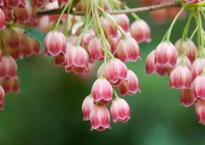 這19種花，越陰涼長得越旺，「沒太陽」嗖嗖地開花爆滿盆