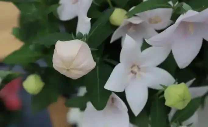 這19種花，越陰涼長得越旺，「沒太陽」嗖嗖地開花爆滿盆
