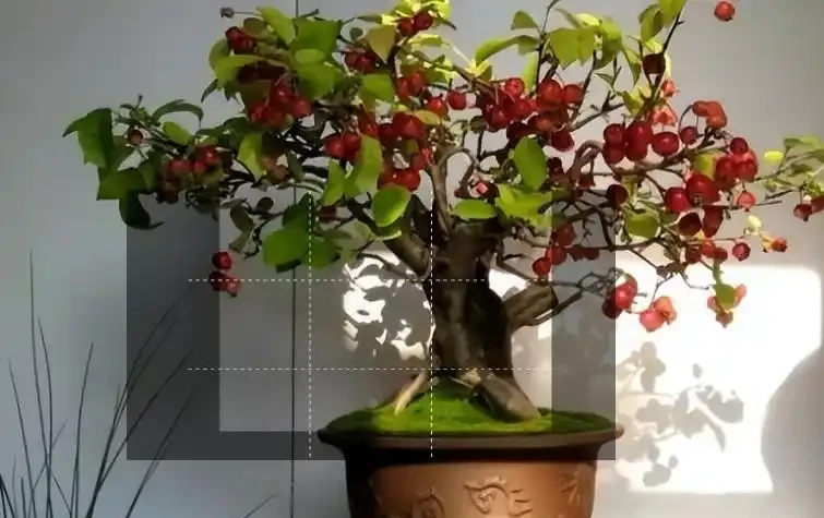 這19種花，越陰涼長得越旺，「沒太陽」嗖嗖地開花爆滿盆