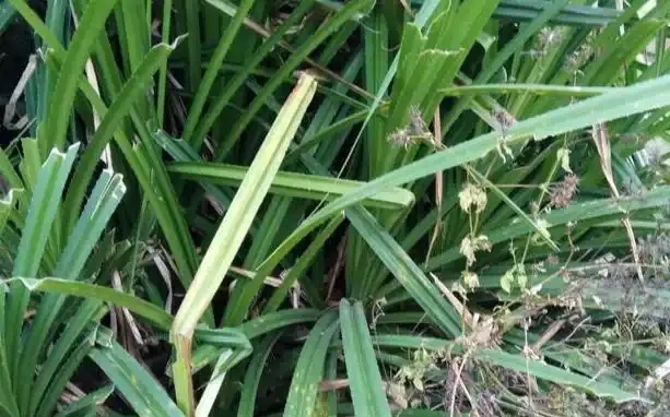 這19種花，越陰涼長得越旺，「沒太陽」嗖嗖地開花爆滿盆