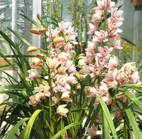 這19種花，越陰涼長得越旺，「沒太陽」嗖嗖地開花爆滿盆