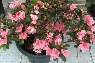 這19種花，越陰涼長得越旺，「沒太陽」嗖嗖地開花爆滿盆