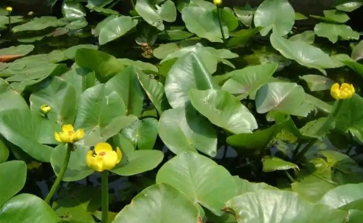 20種「吸毒花」,消滅甲醛去「異味」,養一盆就賺到了!