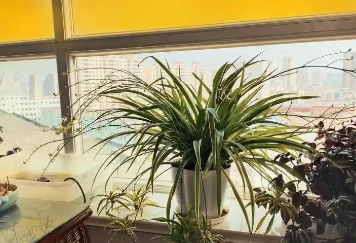 20種「吸毒花」,消滅甲醛去「異味」,養一盆就賺到了!