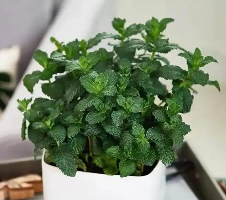 20種「吸毒花」,消滅甲醛去「異味」,養一盆就賺到了!