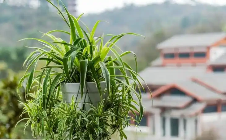 20種「吸毒花」,消滅甲醛去「異味」,養一盆就賺到了!