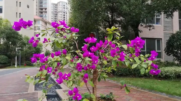 20種「吸毒花」,消滅甲醛去「異味」,養一盆就賺到了!