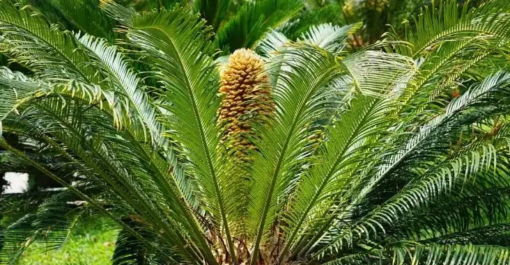 20種「吸毒花」,消滅甲醛去「異味」,養一盆就賺到了!