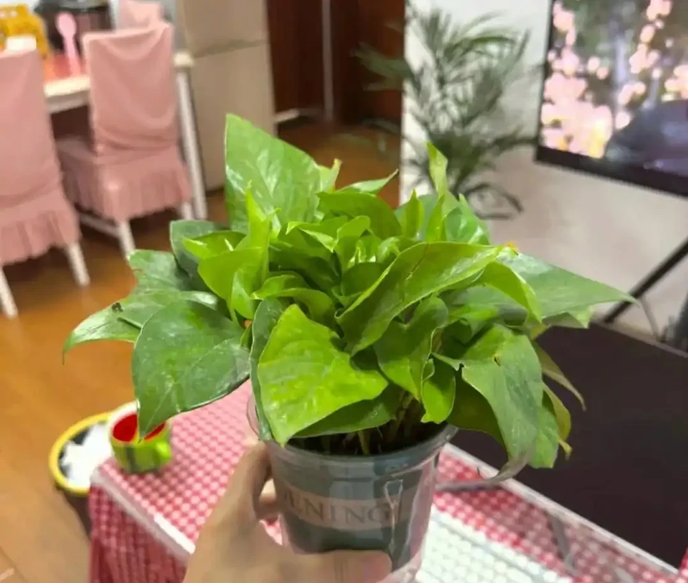 別再養黃金葛了,都是收割花友的智商稅,根本養不活