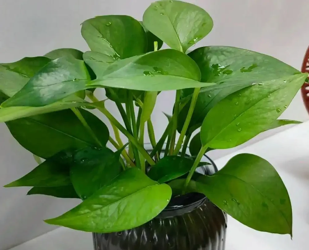 別再養黃金葛了,都是收割花友的智商稅,根本養不活