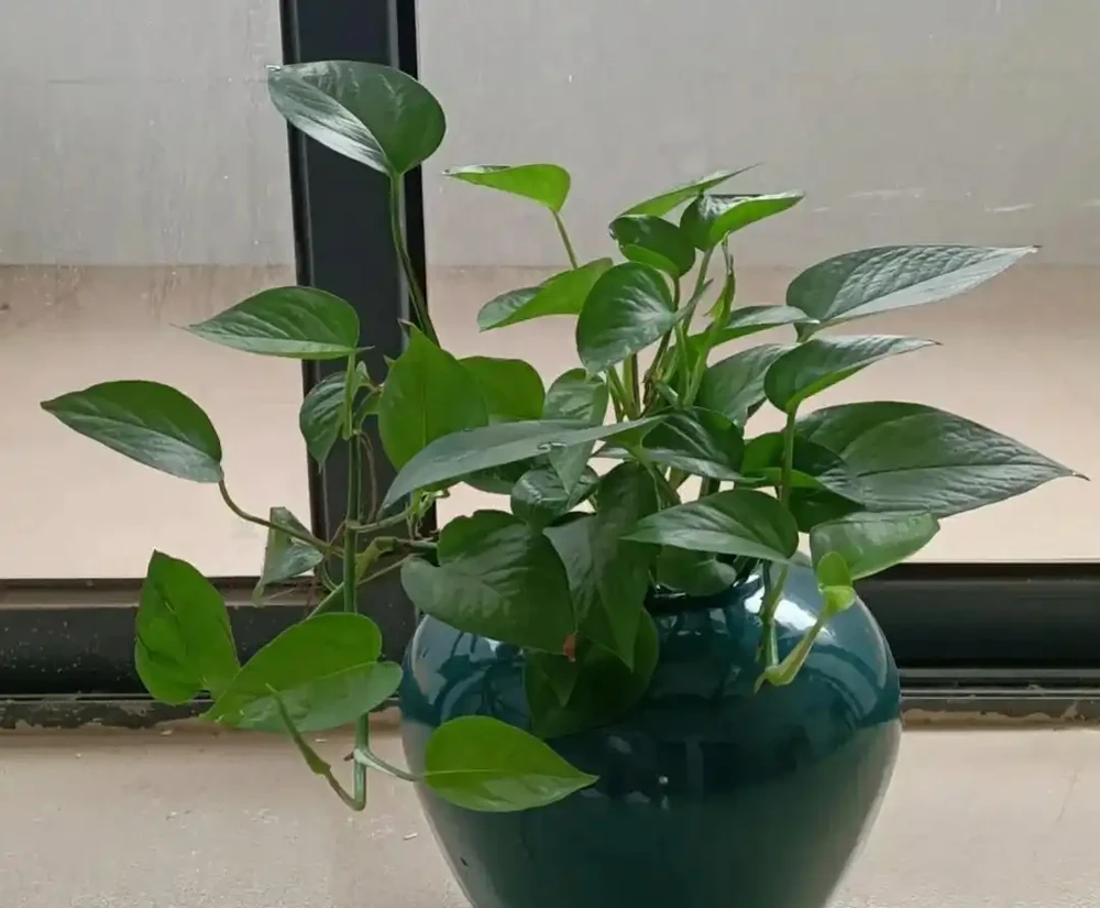 別再養黃金葛了,都是收割花友的智商稅,根本養不活