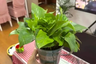 別再養黃金葛了，都是收割花友的智商稅，根本養不活