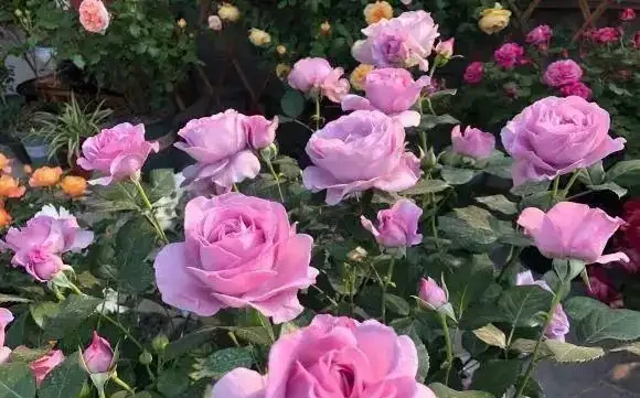 玫瑰花不怕曬,夏天暴曬,多澆水,多施肥,開花量更多!