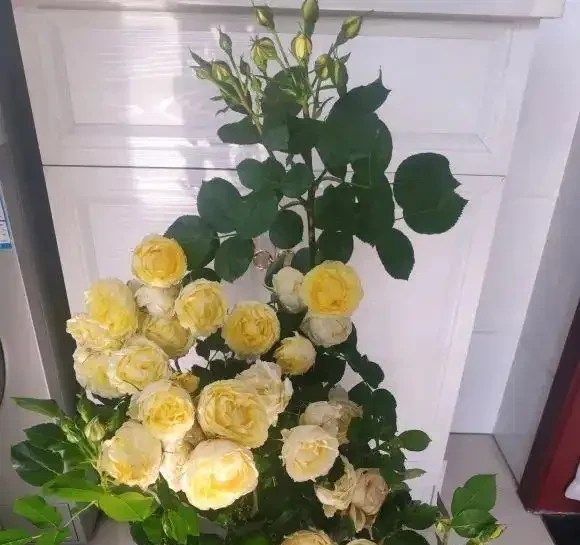 玫瑰花不怕曬,夏天暴曬,多澆水,多施肥,開花量更多!