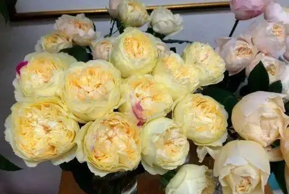 玫瑰花不怕曬,夏天暴曬,多澆水,多施肥,開花量更多!