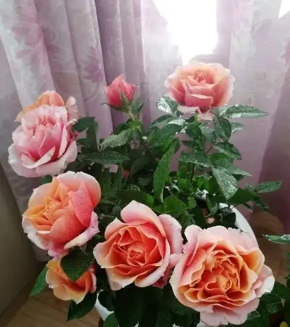 玫瑰花不怕曬,夏天暴曬,多澆水,多施肥,開花量更多!