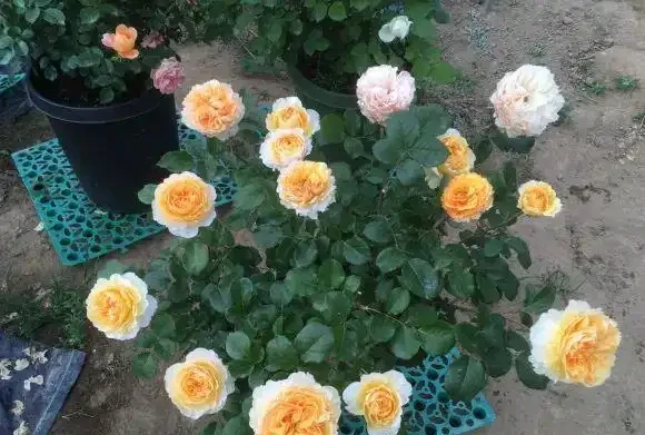玫瑰花不怕曬,夏天暴曬,多澆水,多施肥,開花量更多!