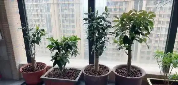 夏天木樨容易葉子焦尖?其實原因很簡單