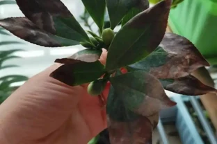 夏天木樨容易葉子焦尖？其實原因很簡單