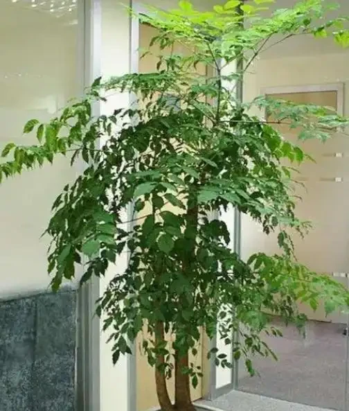 幸福樹應該怎樣養護？