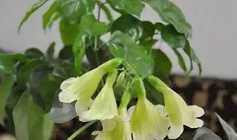 幸福樹應該怎樣養護？