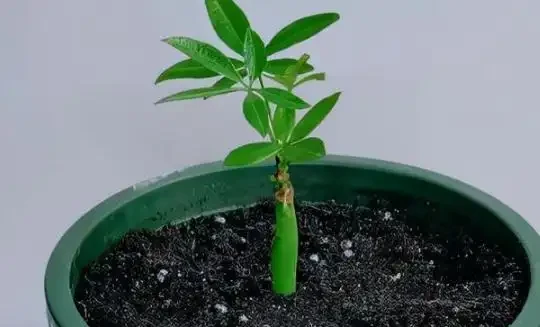 發財樹最簡單的插枝方法 20天長根,40天就能移植