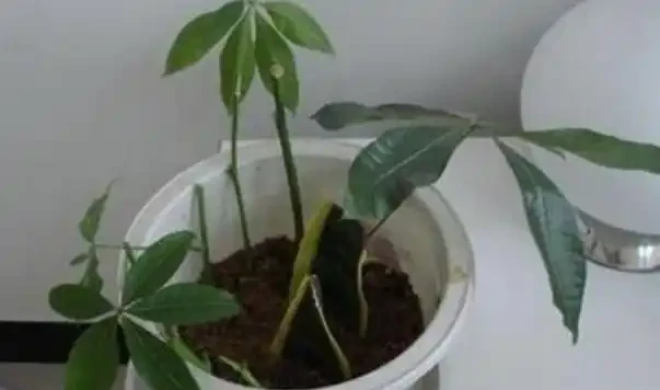 發財樹最簡單的插枝方法 20天長根,40天就能移植