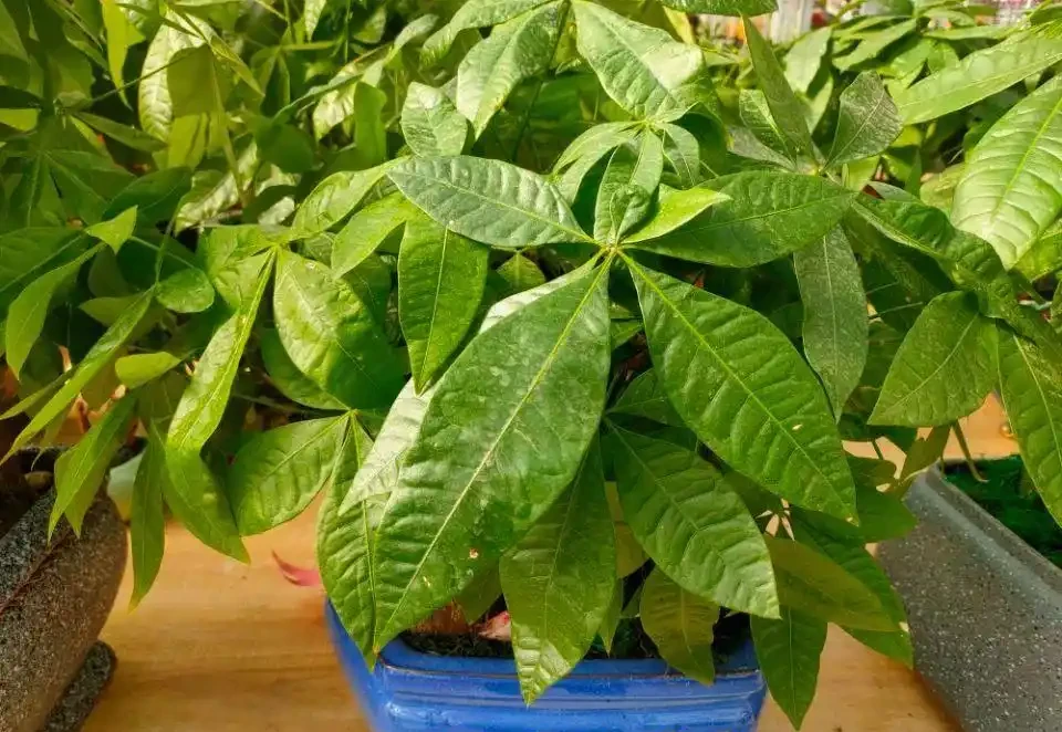 發財樹最簡單的插枝方法 20天長根,40天就能移植