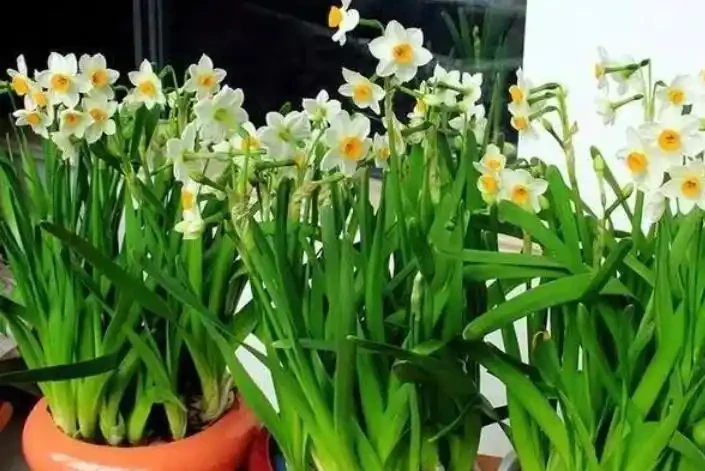 什麼花可以養在水裡?園藝師教你,8種「水生花」,怎麼都泡不爛