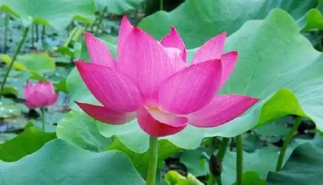什麼花可以養在水裡?園藝師教你,8種「水生花」,怎麼都泡不爛