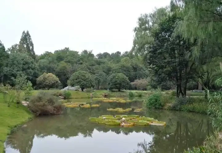 什麼花可以養在水裡?園藝師教你,8種「水生花」,怎麼都泡不爛