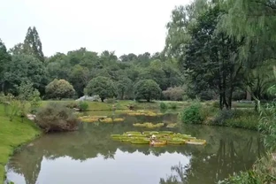 什麼花可以養在水裡？園藝師教你，8種「水生花」，怎麼都泡不爛