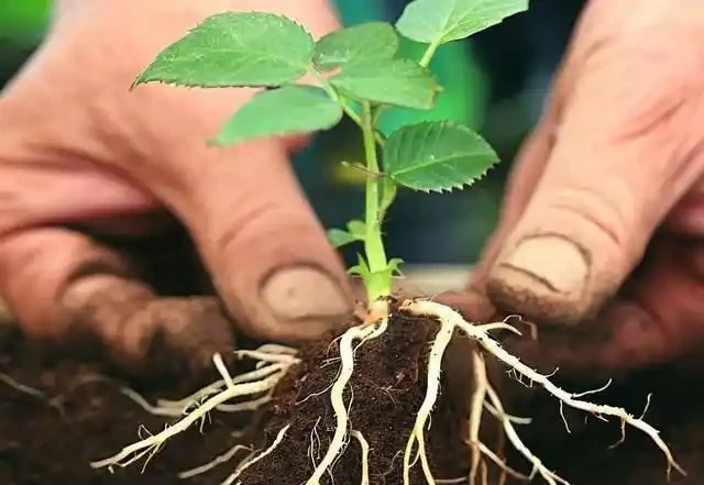 月季插枝不再難,三種懶人方法教你輕鬆養花