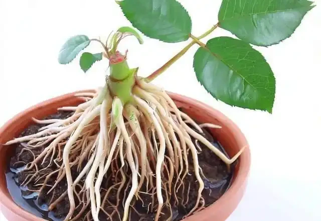 月季插枝不再難,三種懶人方法教你輕鬆養花