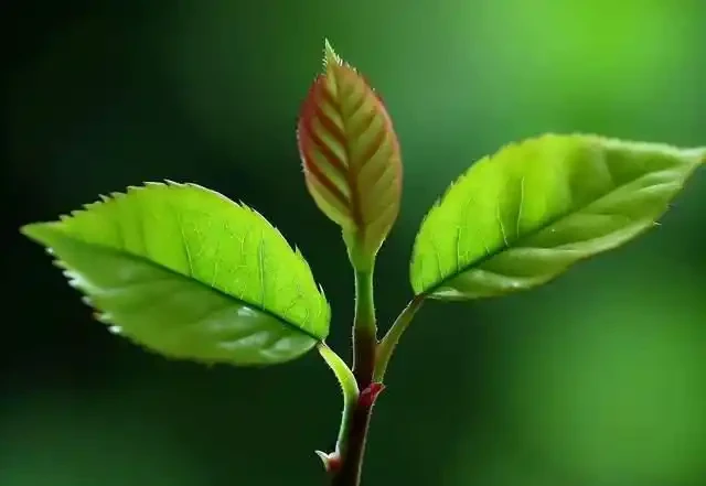 月季插枝不再難,三種懶人方法教你輕鬆養花