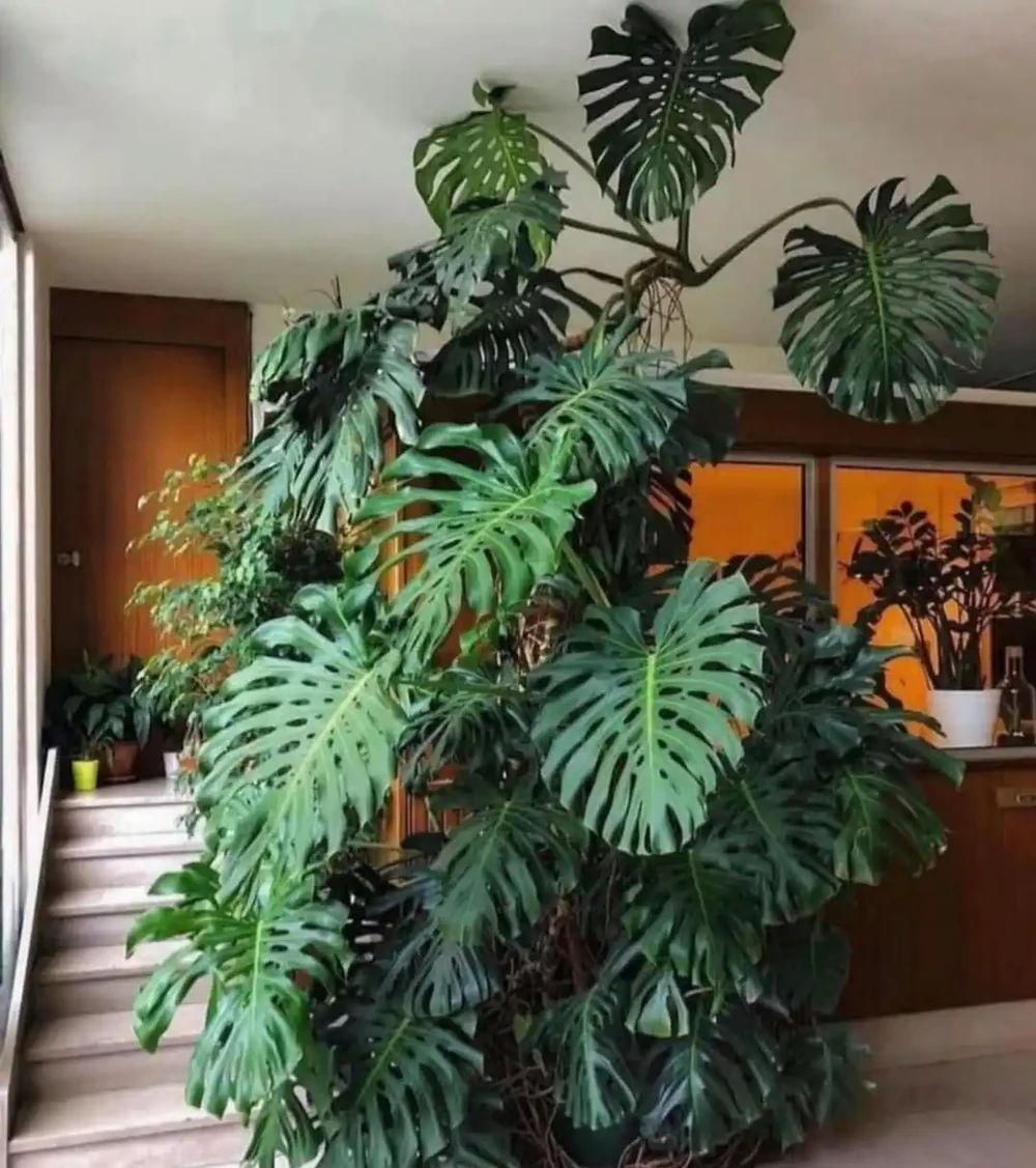 室內光線不好養啥綠植?我建議你養這種,不怕暗,長得快又大氣