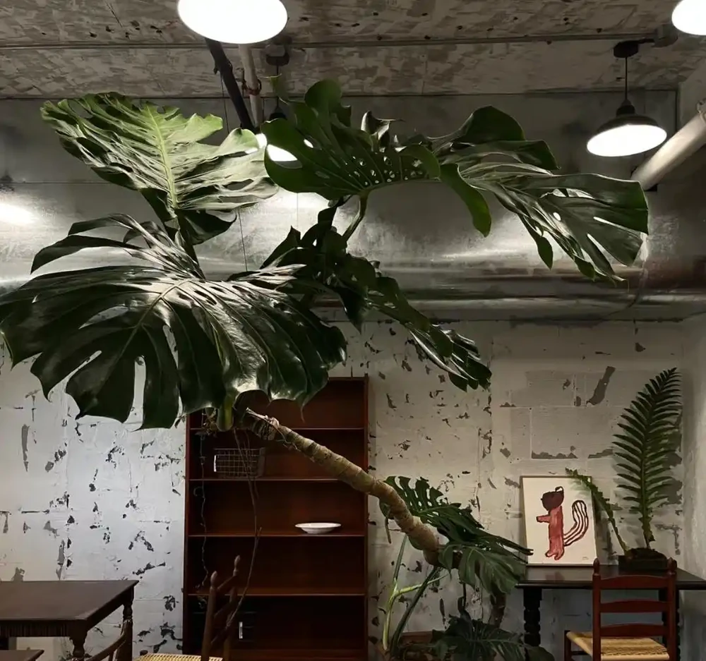 室內光線不好養啥綠植?我建議你養這種,不怕暗,長得快又大氣