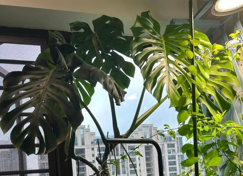 室內光線不好養啥綠植?我建議你養這種,不怕暗,長得快又大氣